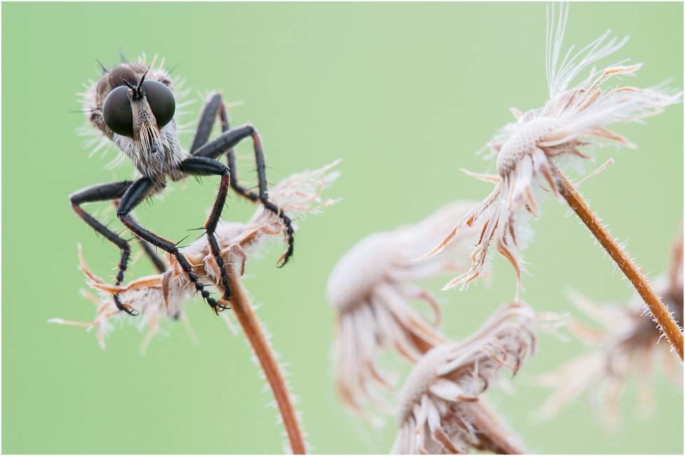 Machimus arthriticus