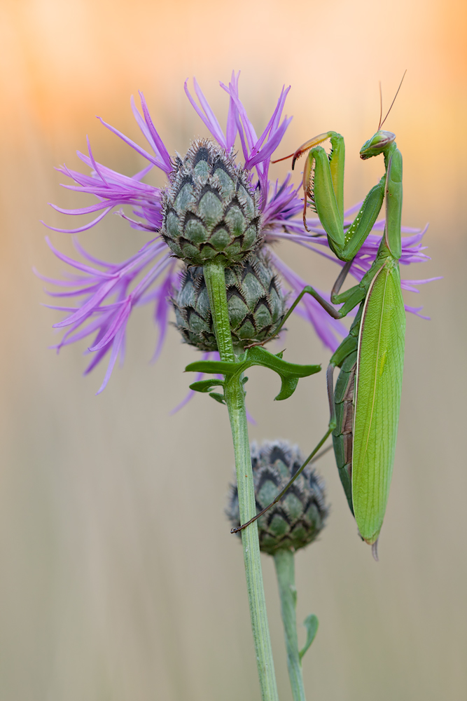 Mantis religiosa