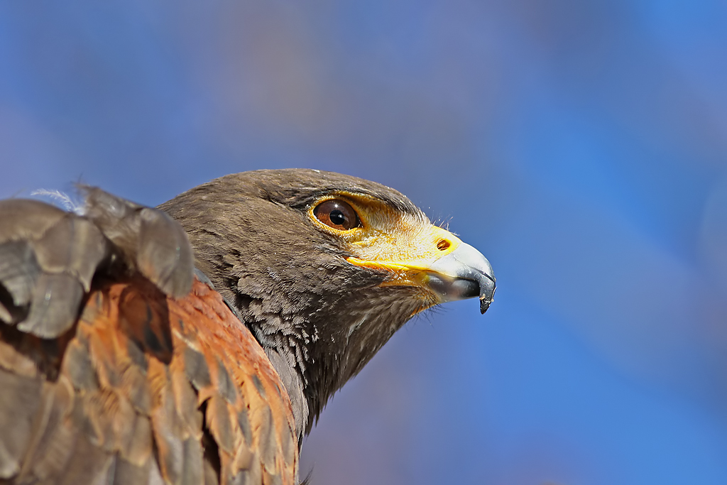 Wüstenbussard