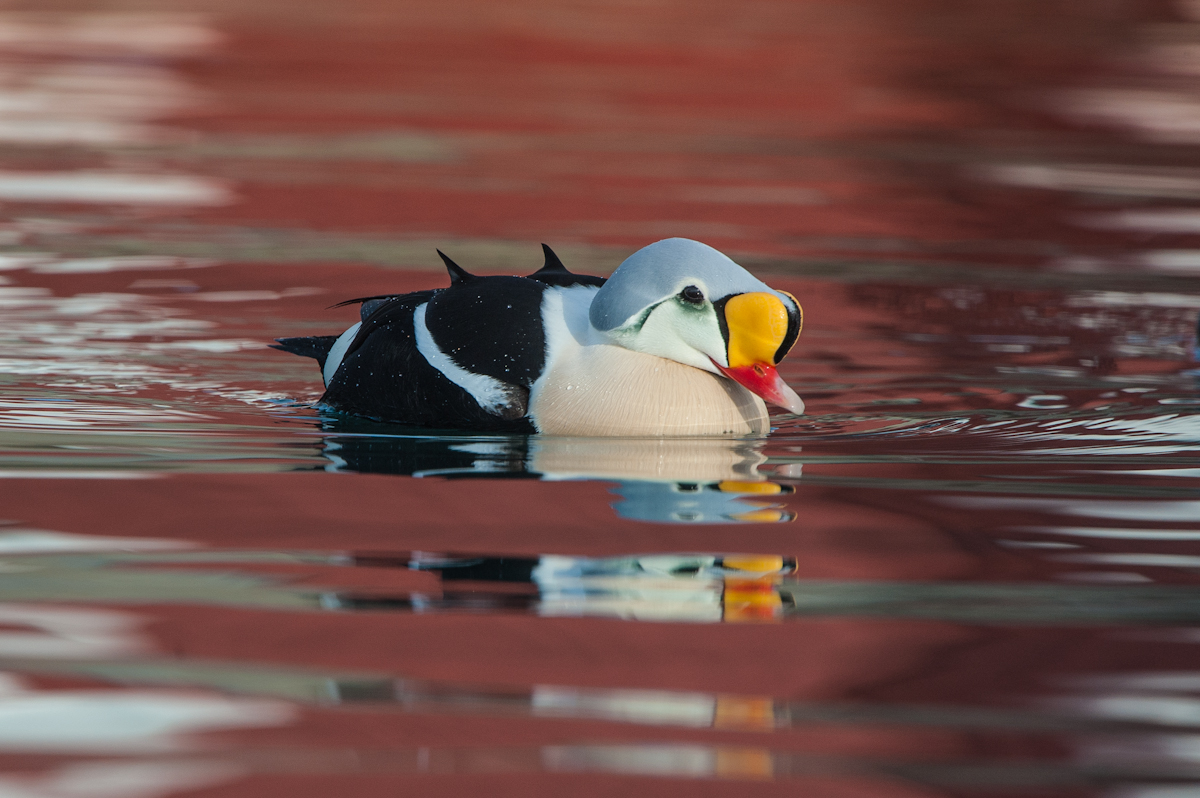 King Eider