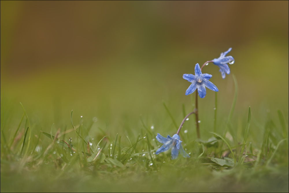 Blaues Blümchen verhagelt...