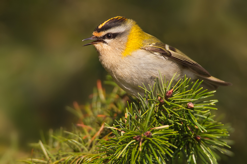 Sommergoldhähnchen