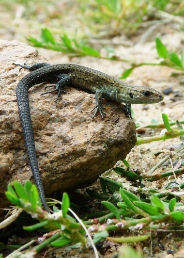 Lacerta vivipara-Waldeidechse(Polen)