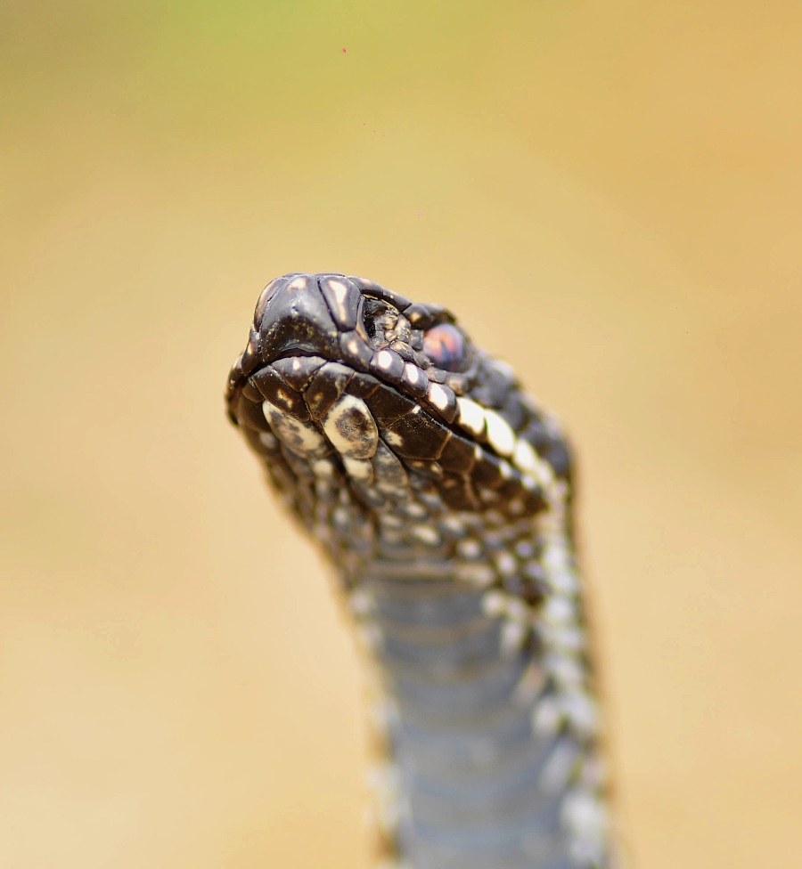 Vipera berus