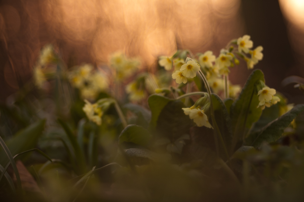 Letzte Schlüsselblumen