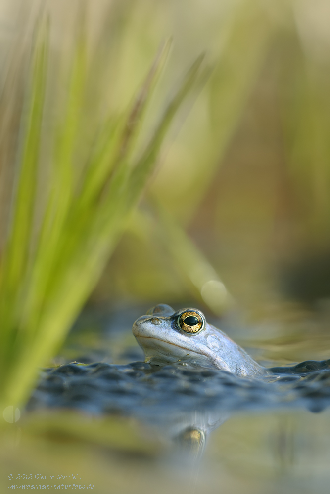 Moorfrosch