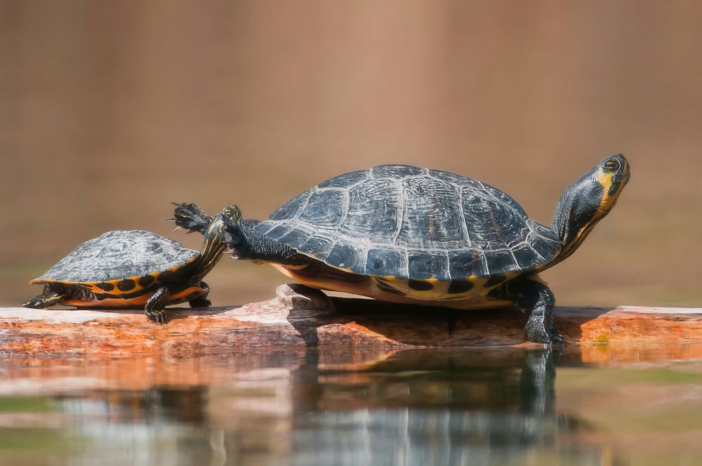 Gelbwangenschmuckschildkröten