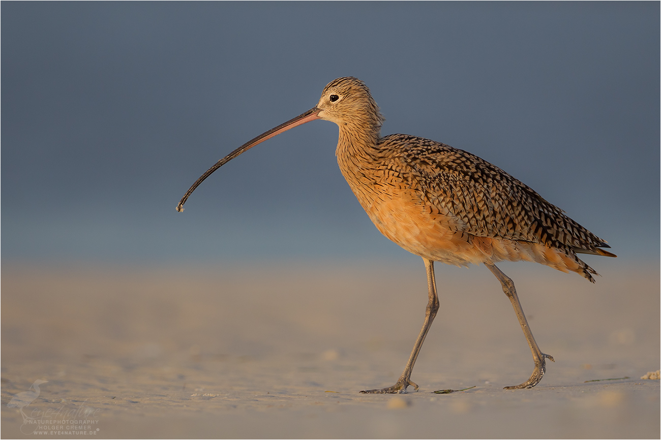 Long-billed Curlew