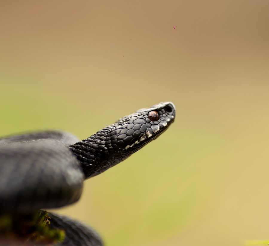 Vipera berus (melano )