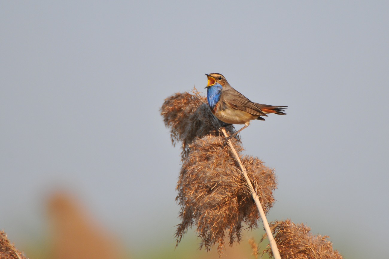 Blaukehlchen