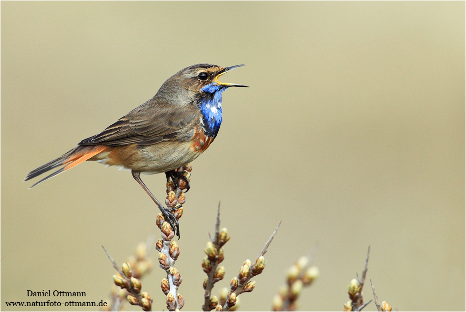 Blaukehlchen