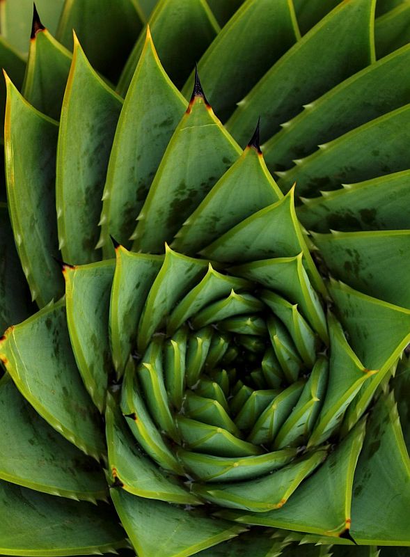 Spiralaloe