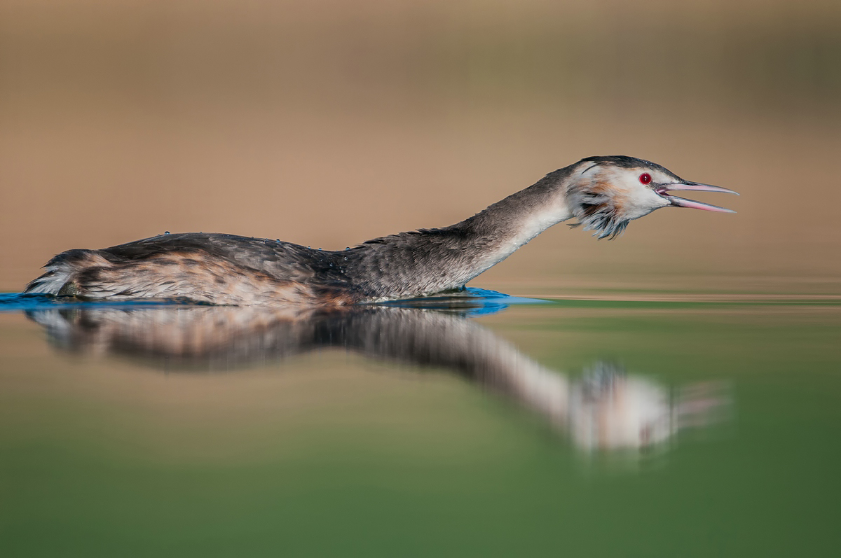 Haubentaucher (Podiceps cristatus)