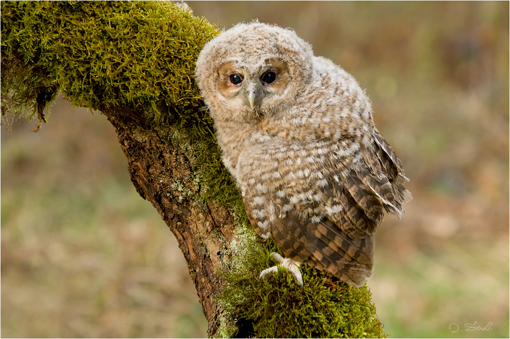 Waldkauz Ästling (strix aluco)