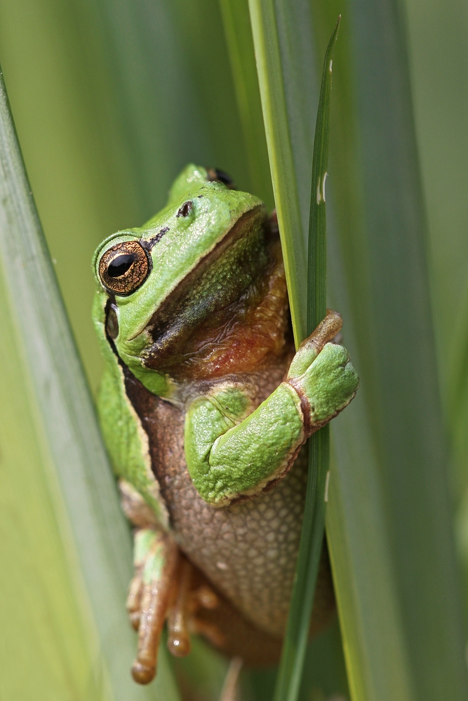 Gartenfrosch