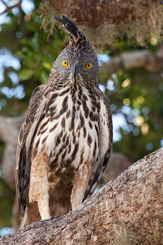 Crested Hawk Eagle