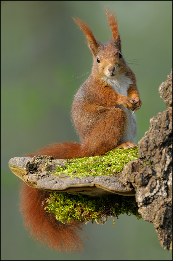 Eichhörnchen (Sciurus vulgaris)