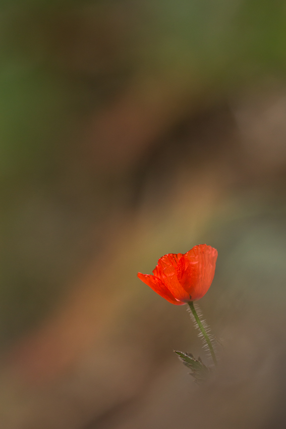 Ein Hauch Mohn...