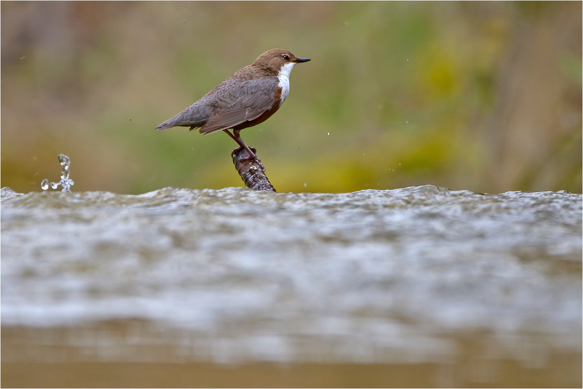 Wasseramsel