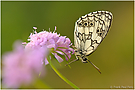 Melanargia galathea - Schachbrett