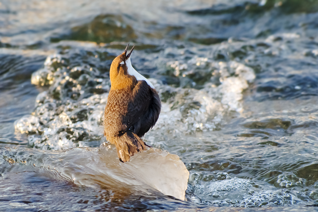 Balz der Wasseramsel