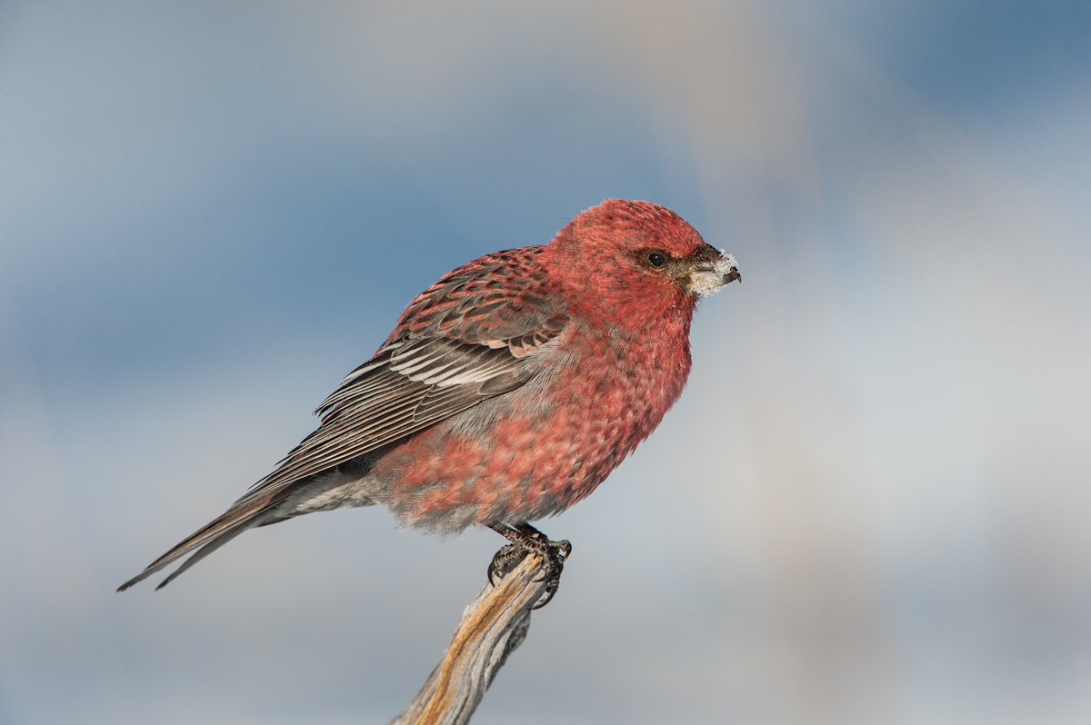 Hakengimpel ♂