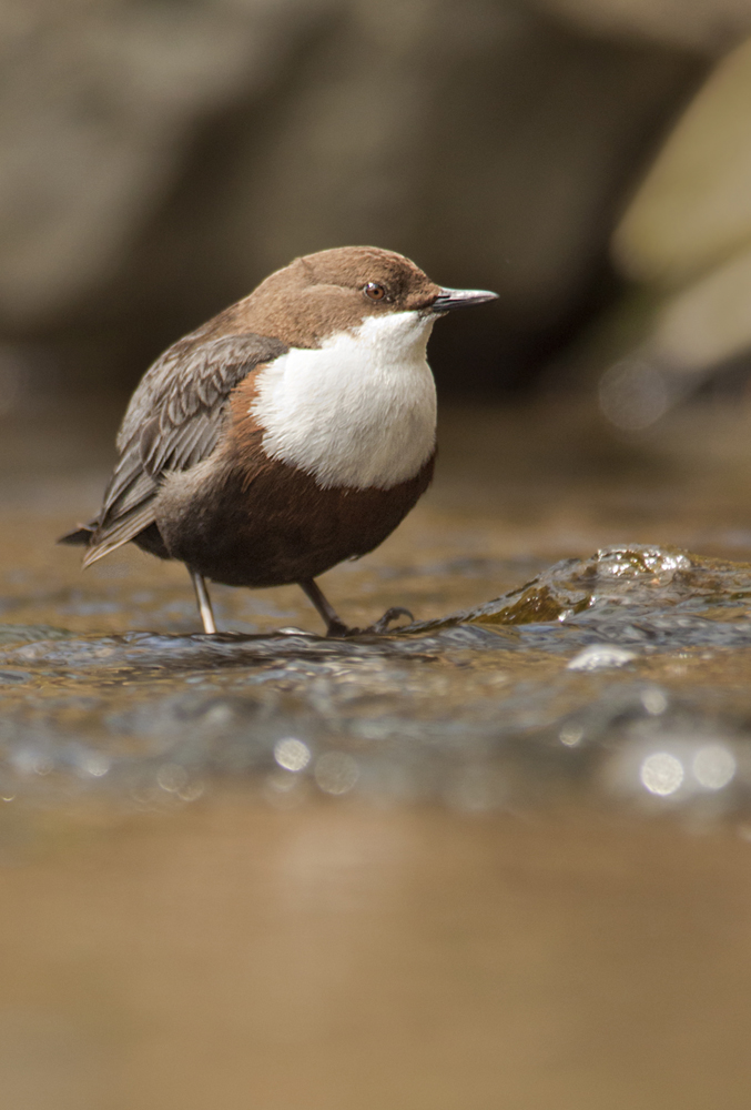 Wasseramsel