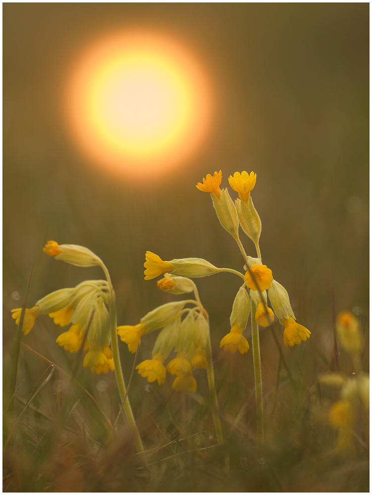 Schlüsselblumen bei Sonnenaufgang  ...