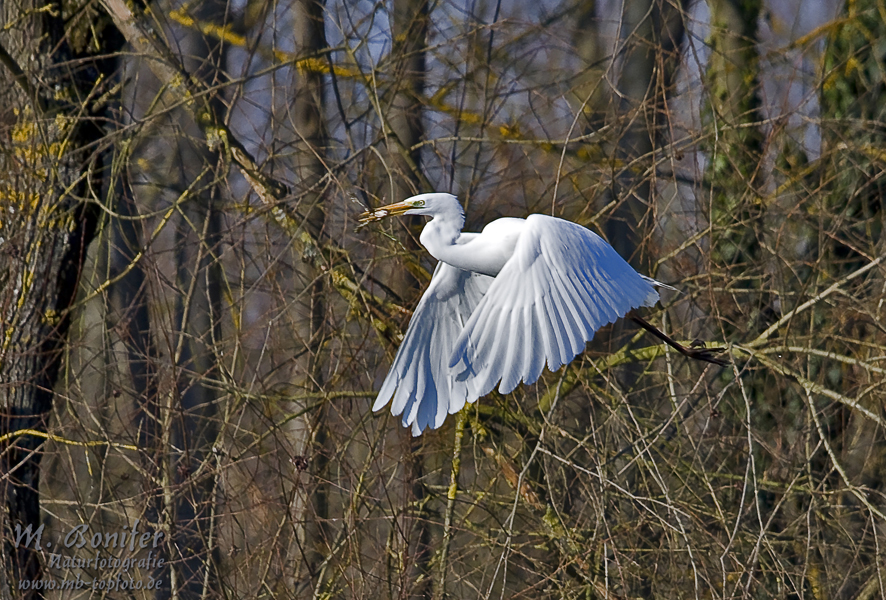 Silberreiher nach erfolgreicher Jagd