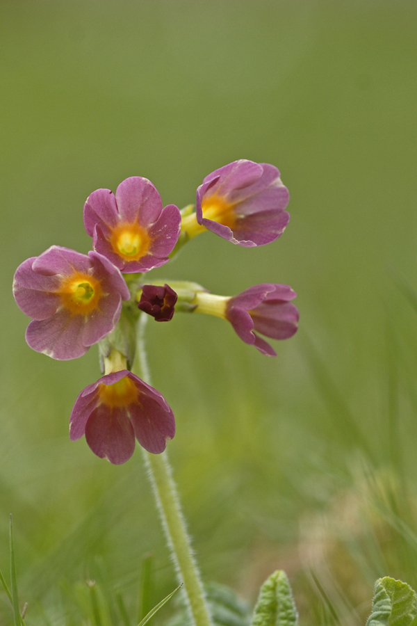 Rote Schlüsselblume