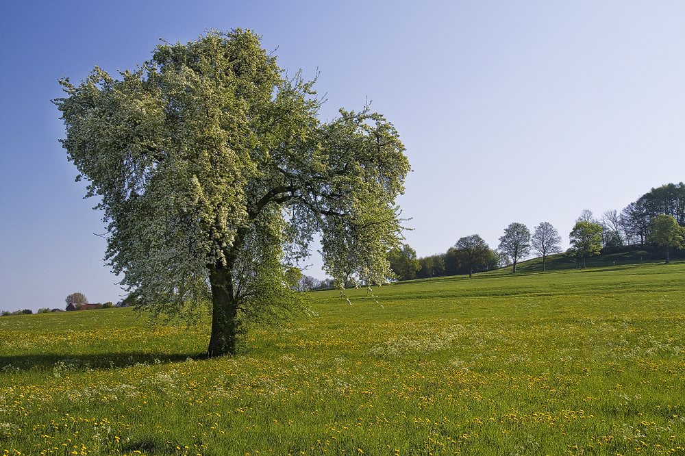 Frühlingsbaum (Forum für Naturfotografen)