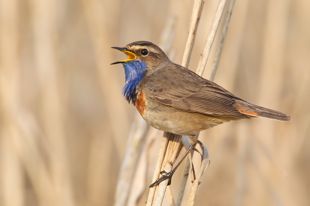 Blaukehlchen