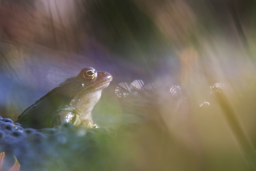 Frühlingsfrosch