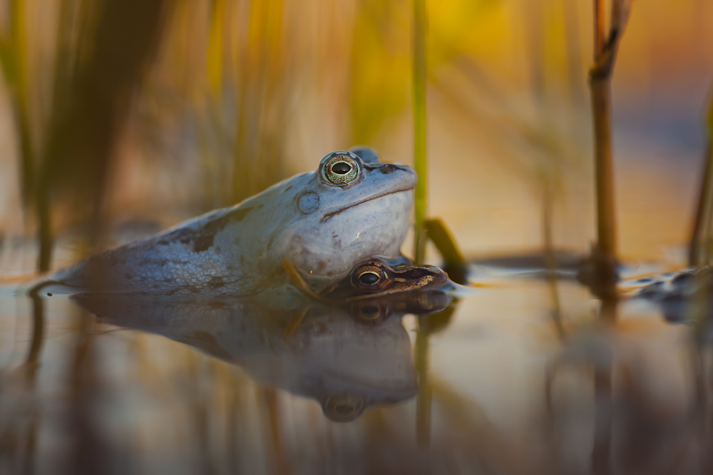 Blaue Liebe - Moorfrosch