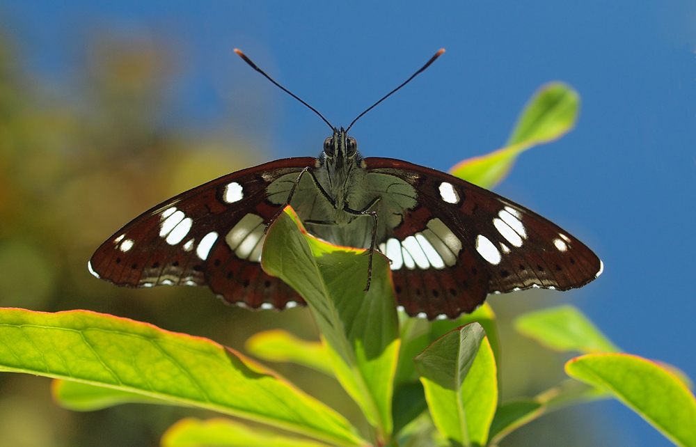 Blauschwarzer Eisvogel (Limenitis reducta)