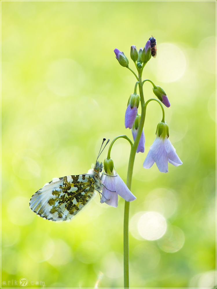 Aurorafalter - Anthocharis cardamines