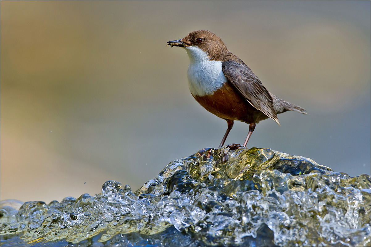 Wasseramsel