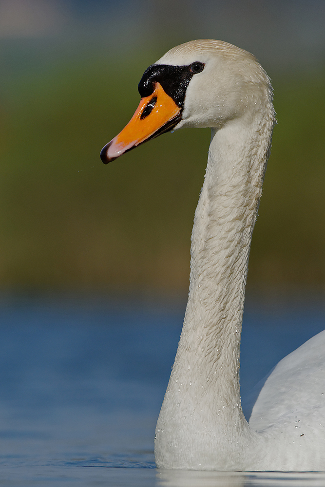 Höckerschwan  (Cygnus olor)