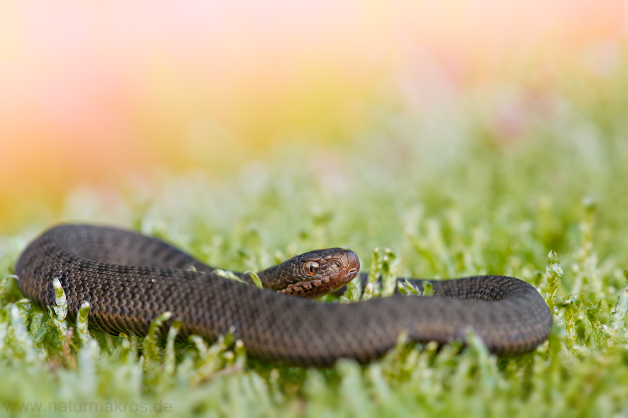 Vipera berus