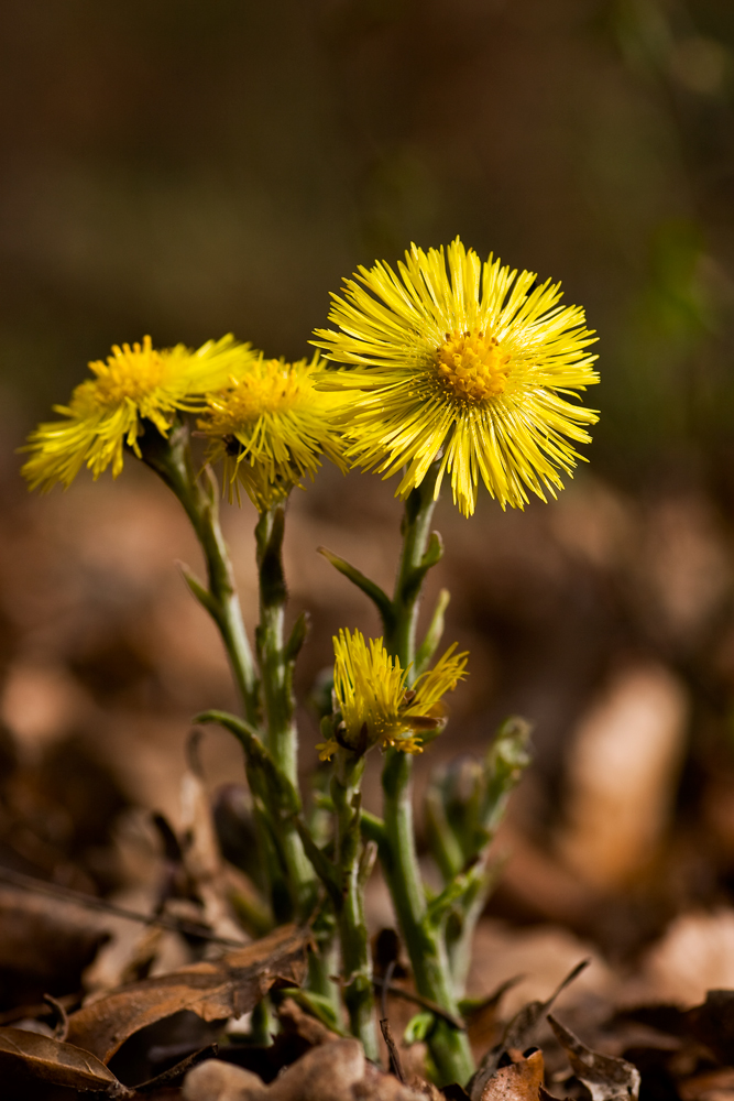 Huflattich (Forum für Naturfotografen)