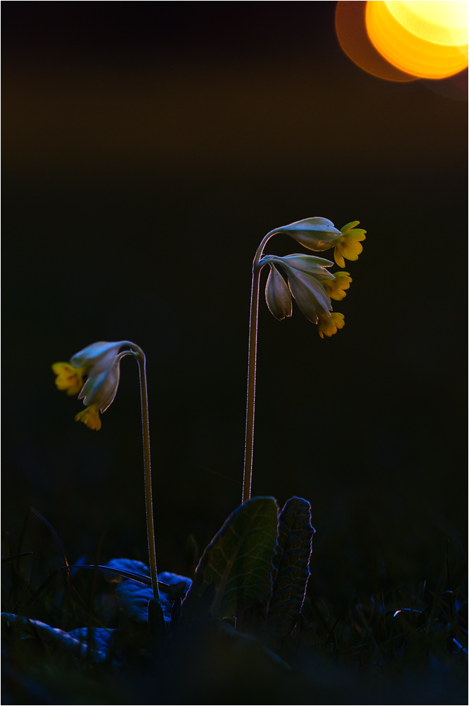 ~ Städtische Schlüsselblume ~
