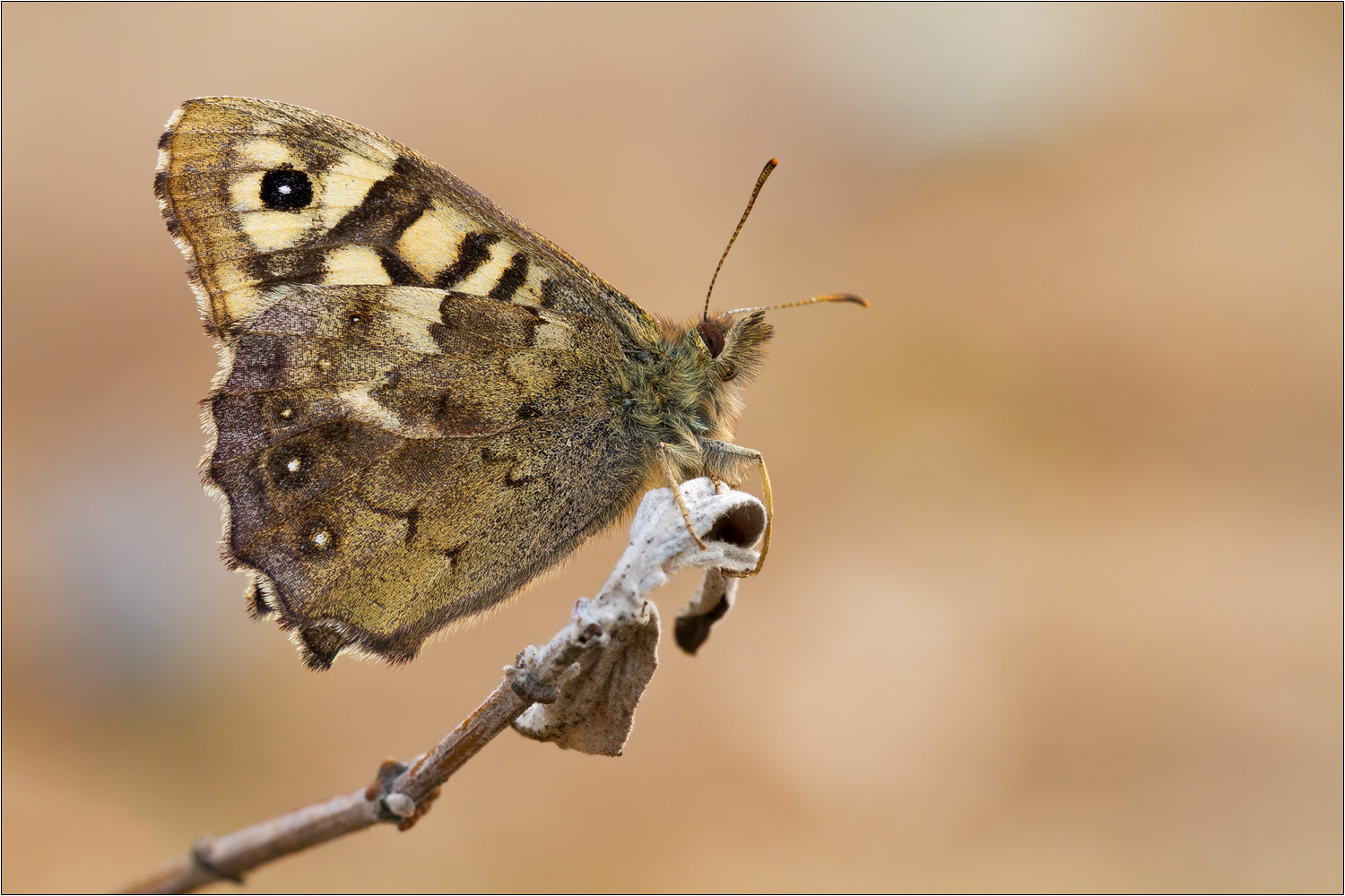 Pararge aegeria