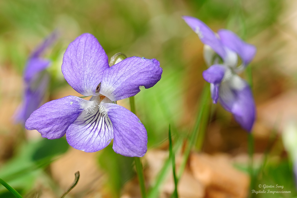 Blauveilchen