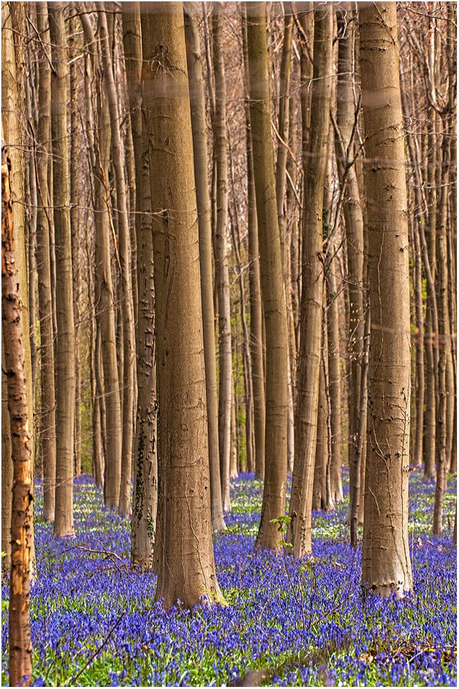 Frühling in Hallerbos