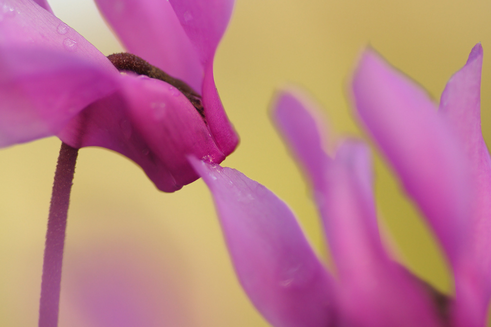 Cyclamen repandum