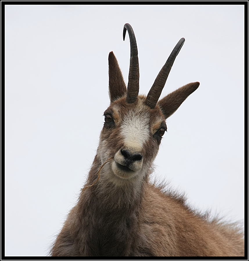 Gams (Forum für Naturfotografen)