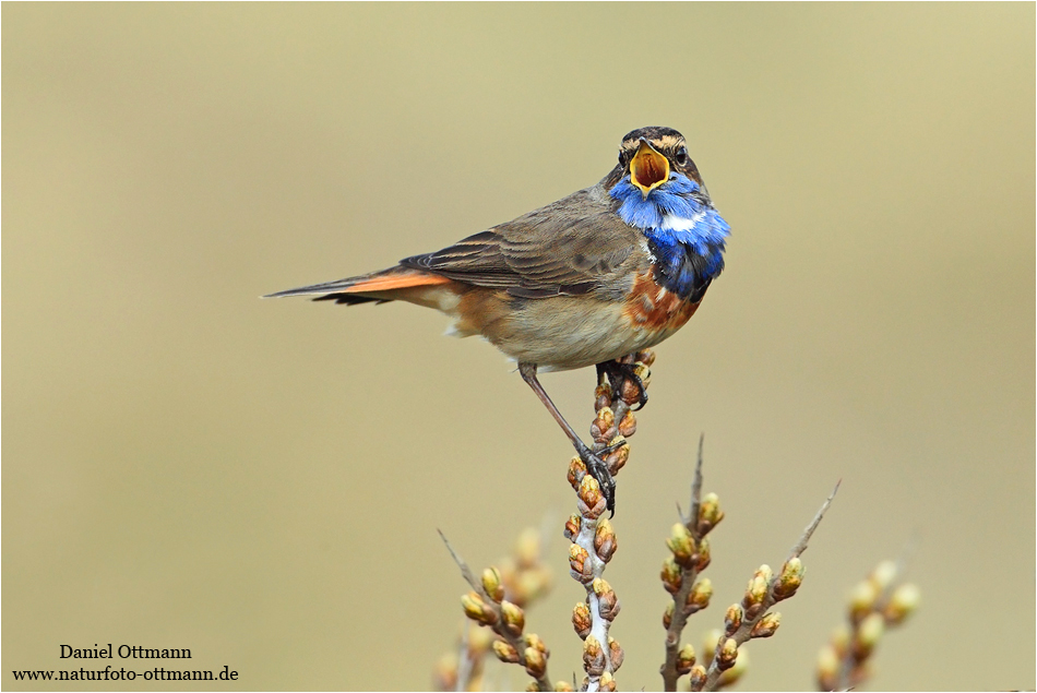 Blaukehlchen