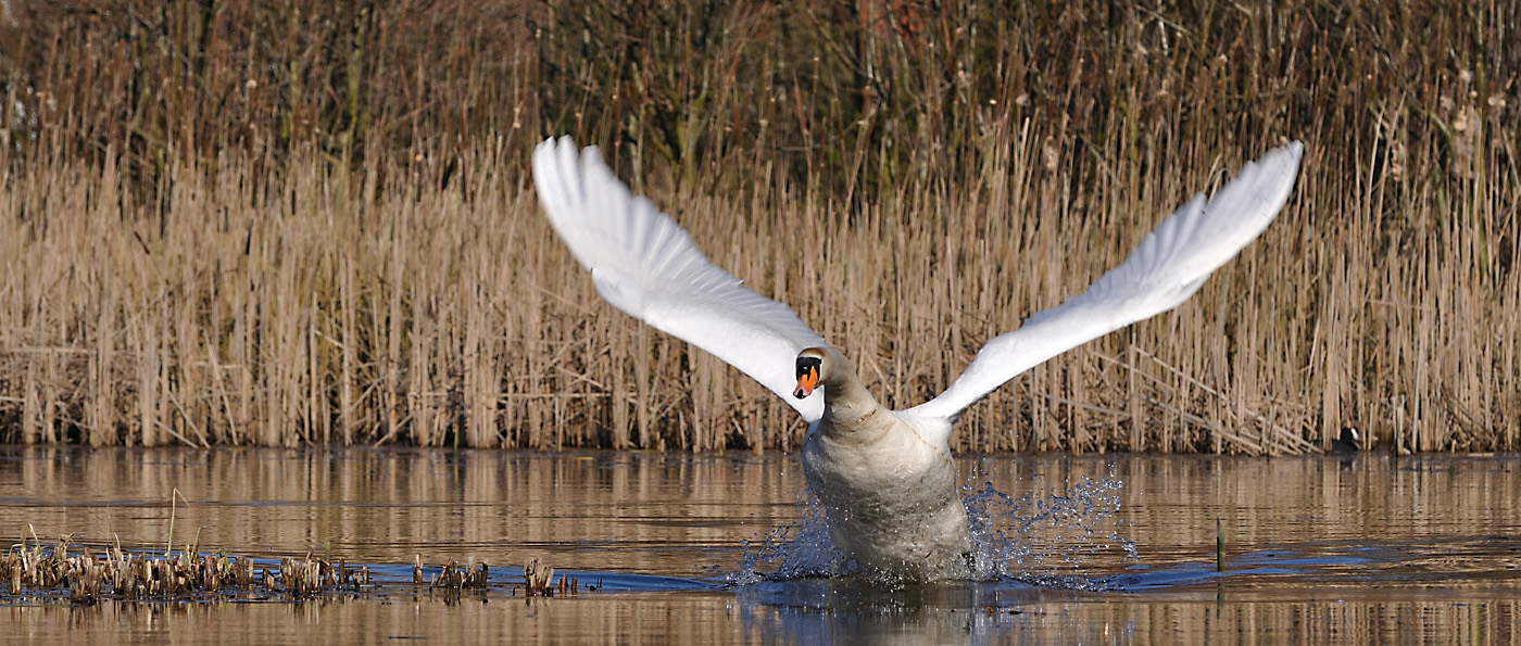 angriffslustiger Schwan