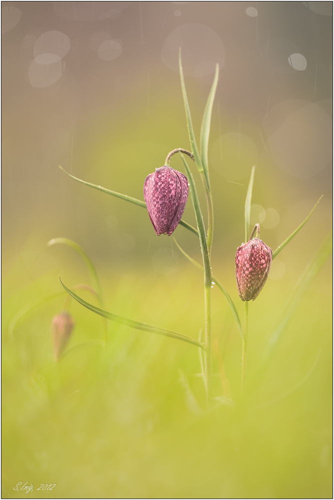 Schachblume im Regen