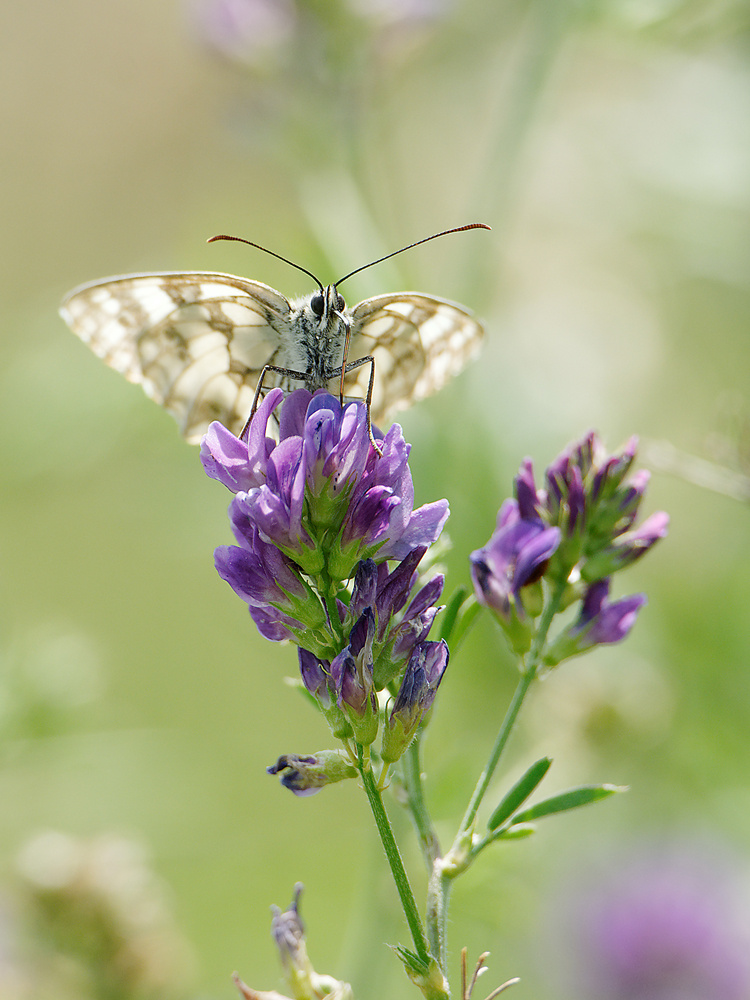 Schachbrett (Melanargia galathea)